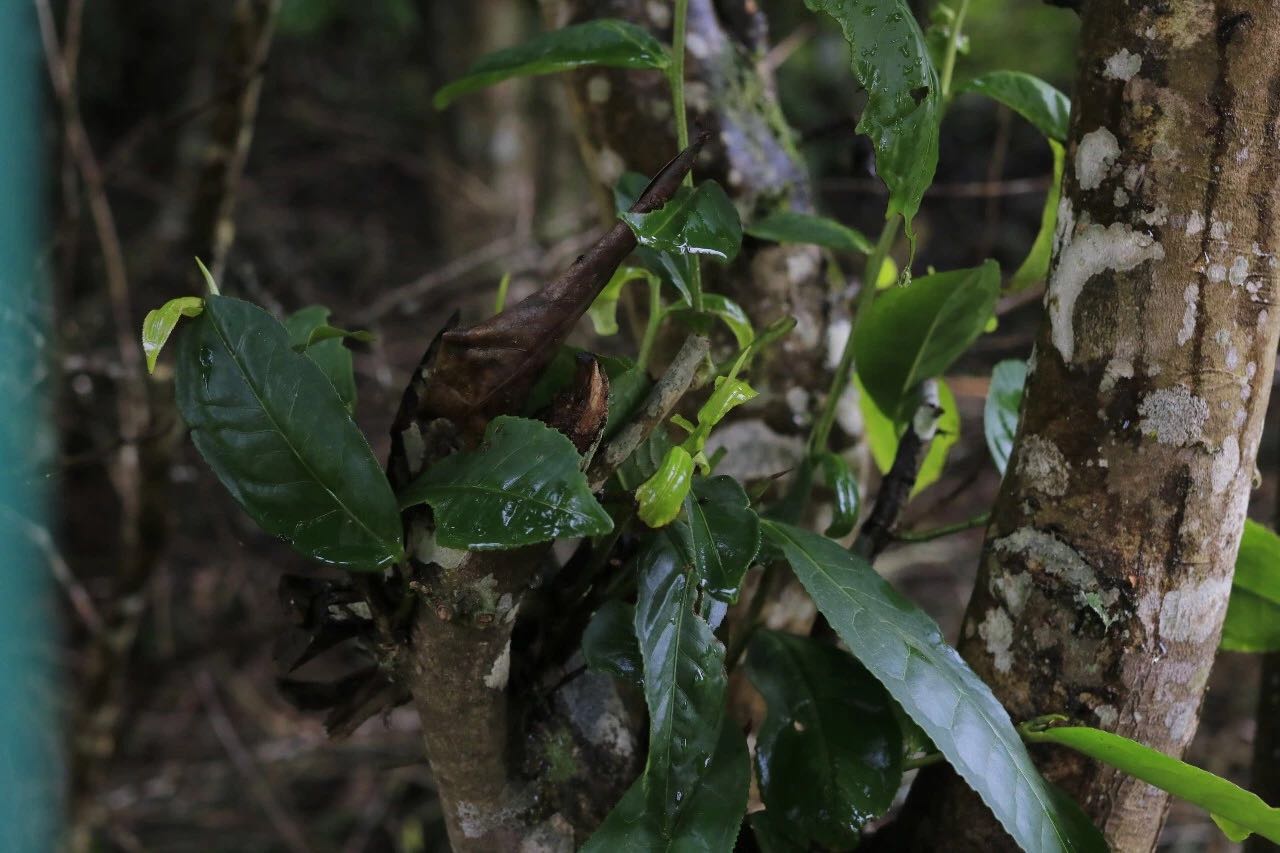 1561283771116512.jpeg WechatIMG289.jpeg