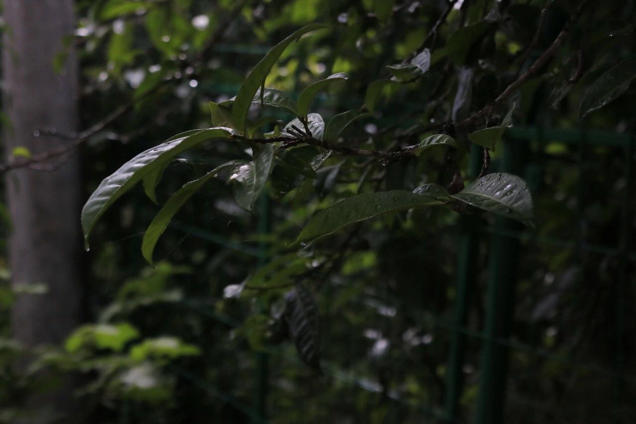 1561283789105625.jpeg WechatIMG290.jpeg